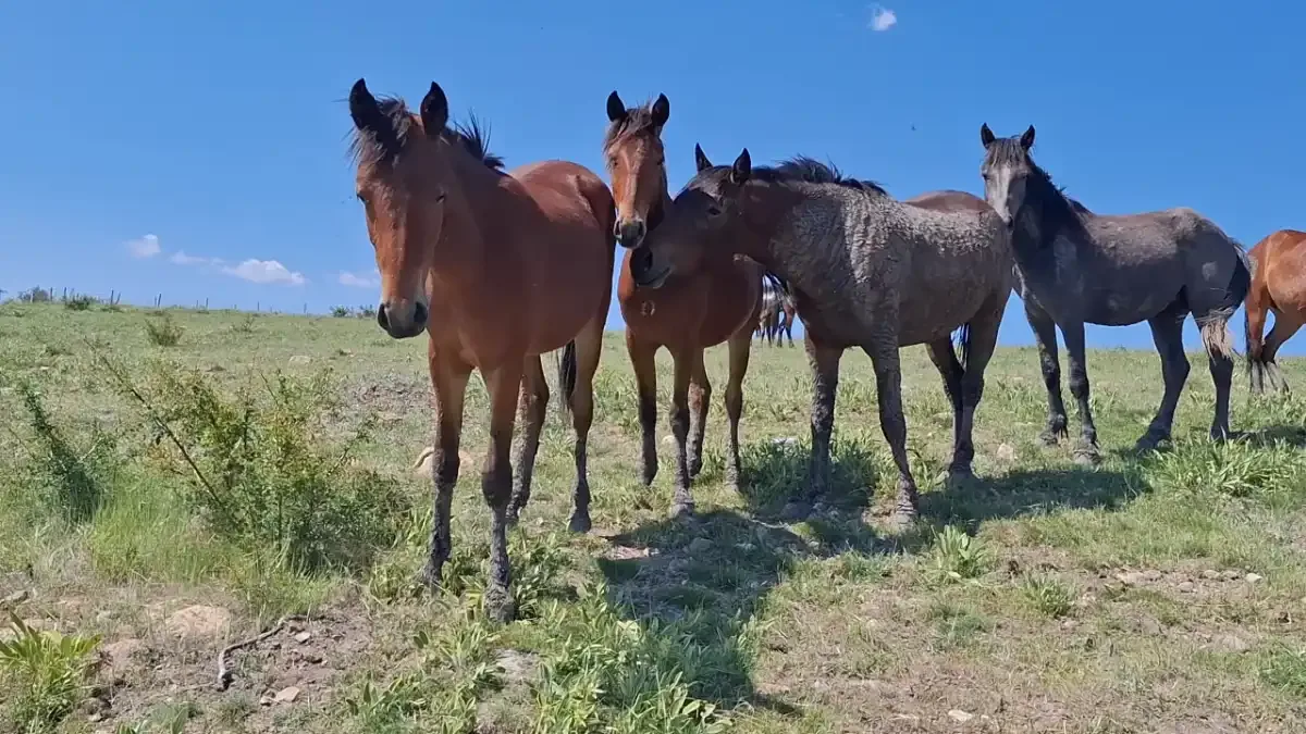 Beypazarı’nda yılkı atları yaylalara renk katıyor