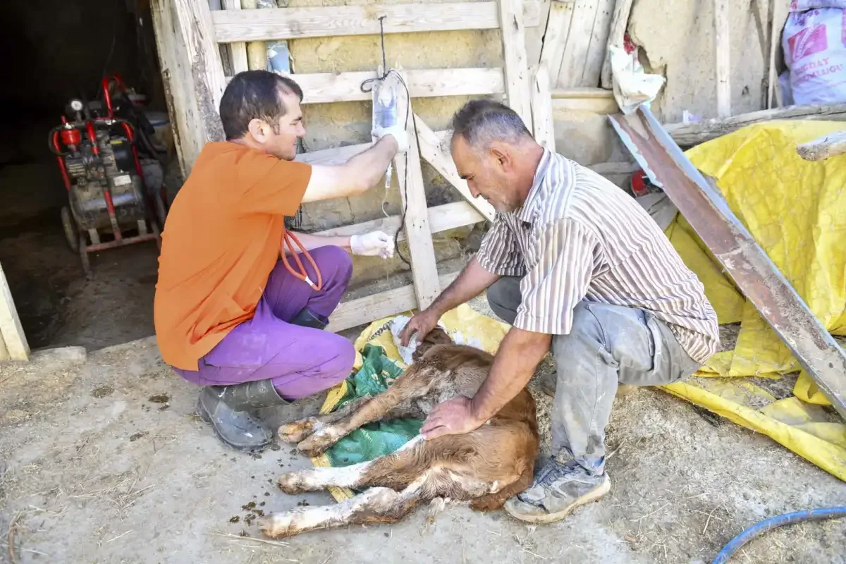ABB’den yetiştiriciye 12,5 milyon tl’lik can suyu: 3 ayda 18 bin 159 işlem