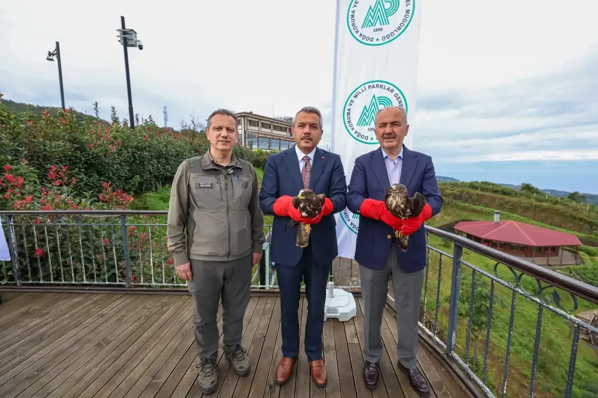 Yaralı arı şahinleri Rize’de doğaya salındı