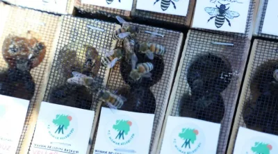 Mamak Belediyesi'nden 26 arıcıya kraliçe arı desteği